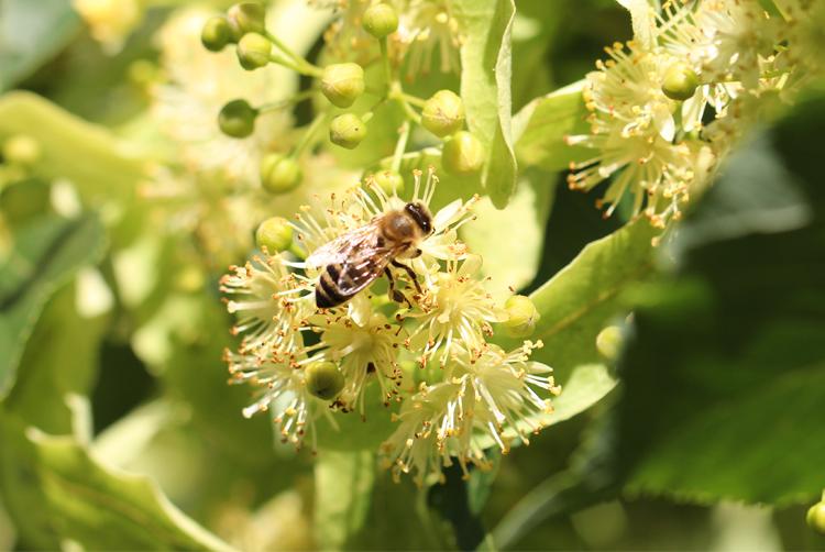 ARCOTEL Hotels | Vienna | 2